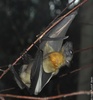 Straw-coloured Fruit Bat - Eidolon helvum helvum