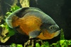 Oscar Fish - Astronotus ocellatus
