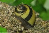 Spike Snail - Clithon sowerbyana