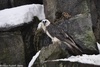 Bearded Vulture - Gypaetus barbatus
