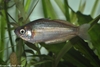 Lake Eacham Rainbowfish - Melanotaenia eachamensis