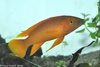 Lake Tanganyika Golden Cichlid - Neolamprologus leleupi