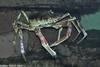 Atlantic Spider Crab - Maja brachydactyla