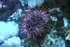 Red Sea Urchin - Strongylocentrotus franciscanus