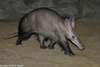 Aardvark - Orycteropus afer