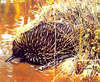 Short-beaked echidna (Tachyglossus aculeatus)