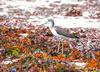Greenshank