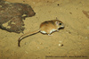 Arabian Baluchistan Dwarf Gerbil or Dwarf Jerboa-Rat - Gerbillus nanus arabium