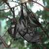 Straw-coloured Bat - Eidolon helvum helvum