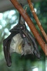 Straw-coloured Fruit Bat - Eidolon helvum helvum