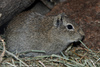 Muenster Cavy or Muenster Yellow-toothed Cavy - Galea monasteriensis