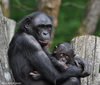 Bonobo mother with baby - Pan paniscus