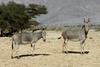 Somali Wild Ass - Equus africanus somalicus