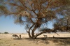 Asiatic Wild ass (Equus hemionus onager x Equus hemionus kulan) and Arabian Oryx under an Acacia...