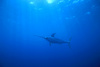 Swordfish (Xiphias gladius)