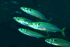 Atlantic mackerel (Scomber scombrus)