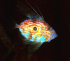 John Dory