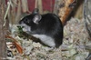 House Mouse or Fancy Mouse (color variation) - Mus musculus f. domestica
