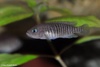 Multi-striped Snail Cichlid - Neolamprologus multifasciatus