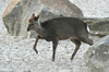 Japanese Sika Deer - Cervus nippon nippon