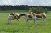 Eastern Kiang - Equus kiang holdereri