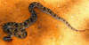 Malayan pit viper (Calloselasma rhodostoma)