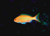 Vermilion snapper (Rhomboplites aurorubens)