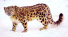 Snow leopard (Panthera uncia)