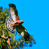 Spotted harrier (Circus assimilis)
