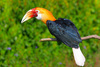 Papuan Hornbill (Aceros plicatus)