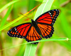 Viceroy Butterfly