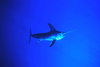 Swordfish (Xiphias gladius)