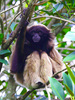 Müller's gibbon (Hylobates muelleri)