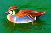 Baikal Teal (Anas formosa)