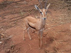 Red fronted gazelle (Gazella rufifrons)