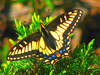 Anise Swallowtail (Papilio zelicaon)