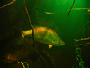 Barramundi (Lates calcarifer)
