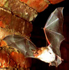 Greater mouse-eared bat (Myotis myotis)