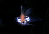Celestial Goldfish -- Celestial eye goldfish, Choten gan (Carassius auratus)