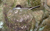 Nesting Chimney Swift