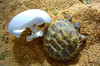 Hatchling Russian Tortoise - Testudo horsfieldii