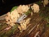 Grey Tree Frog on Coral Fungus
