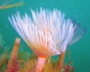 Peacock worm (Sabella pavonina)