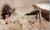 Moth meets Mantis