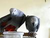 Pair of clear talking african grey parrots
