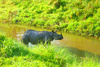Indian rhinoceros (Rhinoceros unicornis)