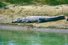 Marsh mugger crocodile (Crocodylus palustris)
