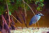 Yellow-crowned Night Heron (Nyctanassa violacea)