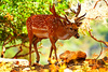 Persian fallow deer (Dama mesopotamica)