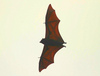 Blyth's flying fox (Pteropus melanotus)